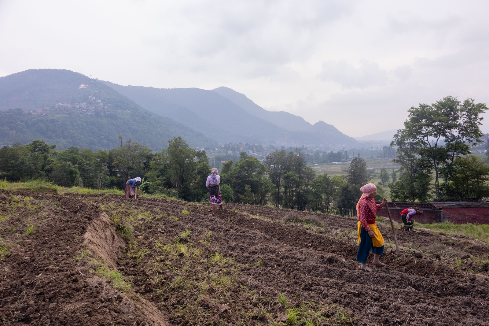 khet_Dhanropai_sidhakura-(6)-1780805953.jpg