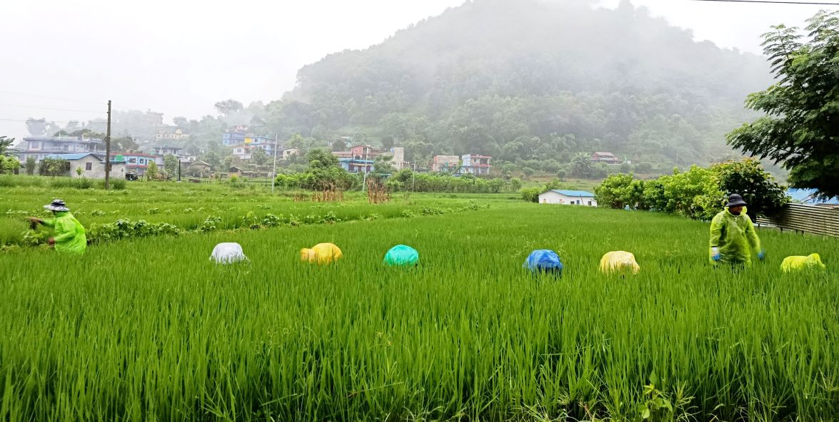 प्याकेजमा ठेक्का लिएर रोपाइँ गरी कृषि जोगाएका किसान सम्मानित