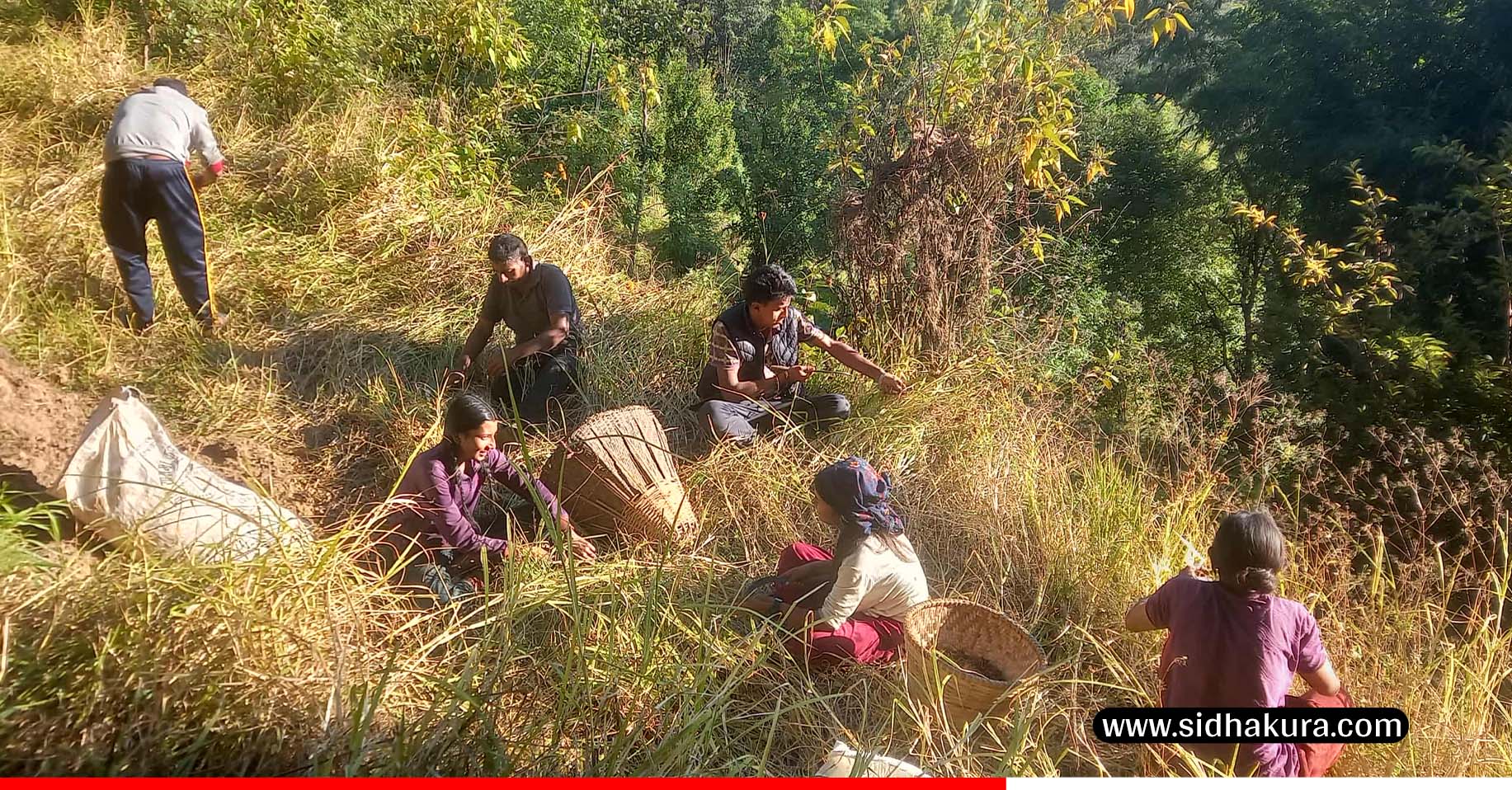 भोजपुरका किसान कोदो थन्क्याउन व्यस्त