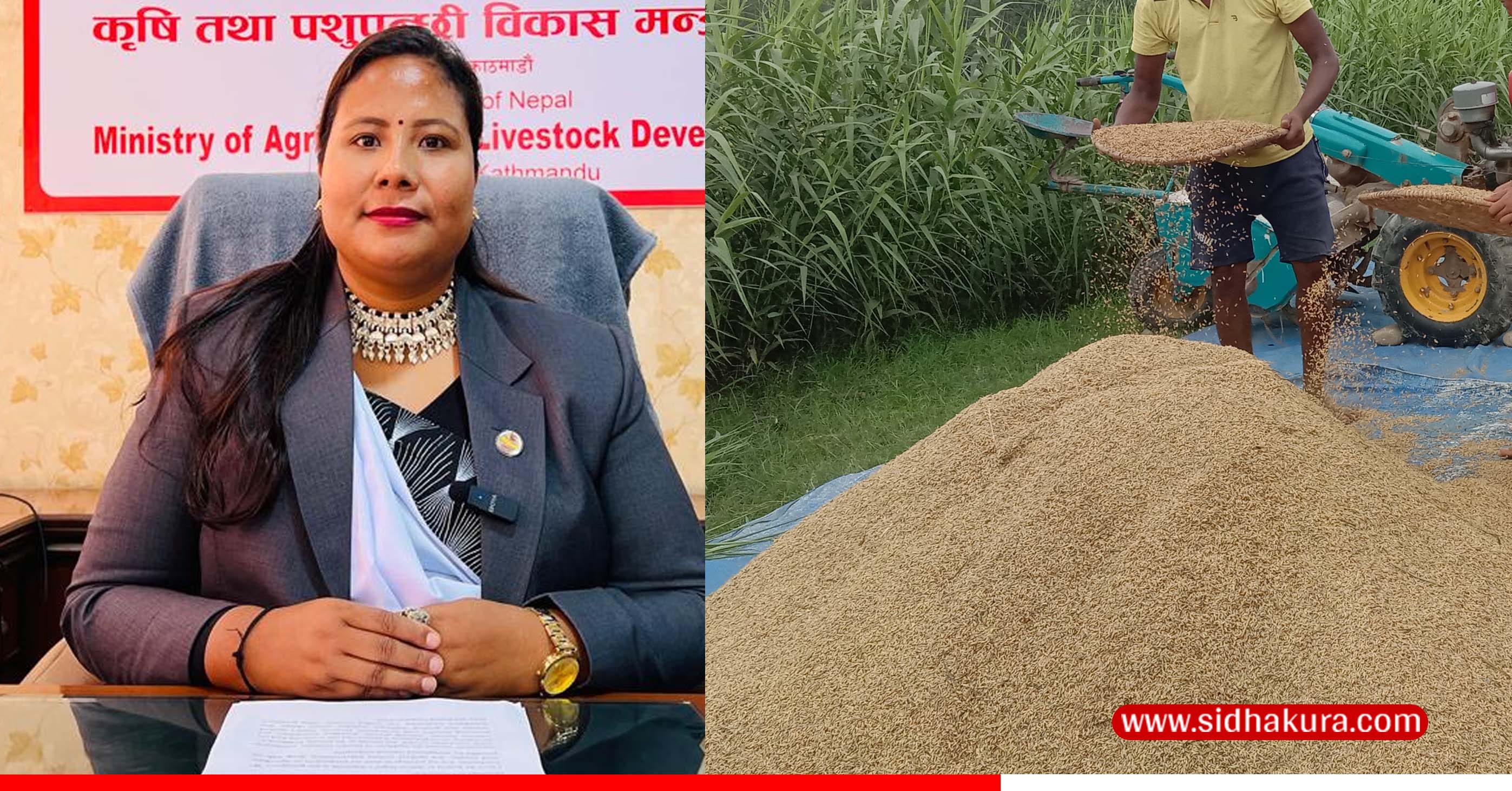 किसानको हितमा कृषिमन्त्रीको सक्रियताः बाली लगाउनुअघि नै धानको समर्थन मूल्य निर्धारण, पहिलेको भन्दा उच्च वृद्धि