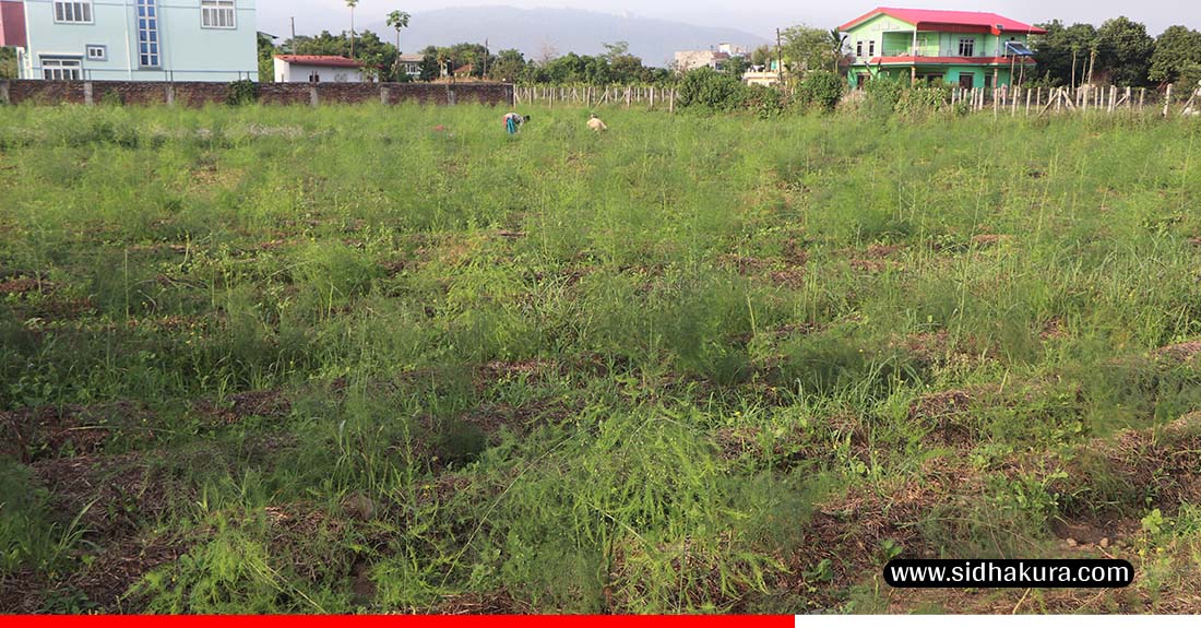 आश्रम व्यवस्थापन गर्न कुरिलो खेती