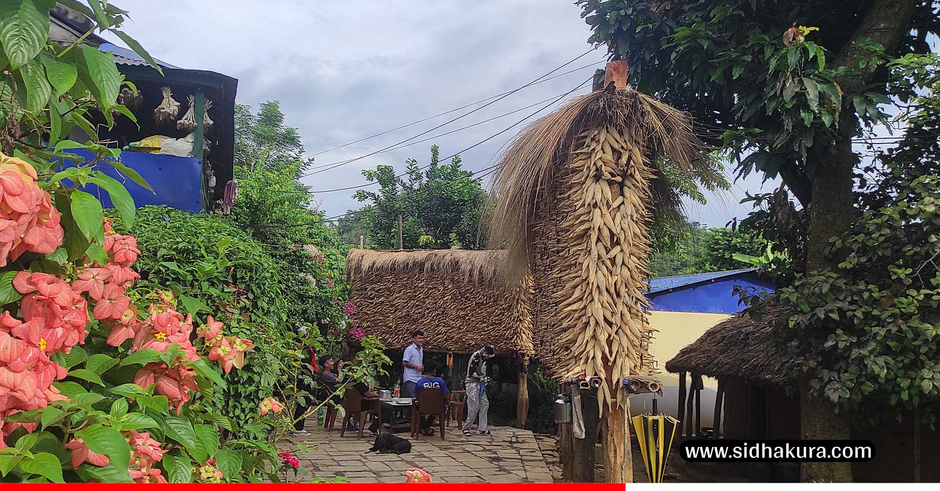 यस वर्ष तनहुँमा मकै उत्पादनमा वृद्धि