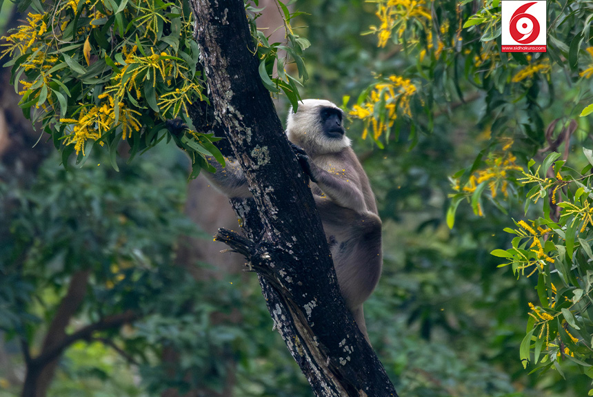 काेशी टप्पु: नेपालकाे पहिलाे रामसार क्षेत्रमा भेटिने बन्यजन्तु
