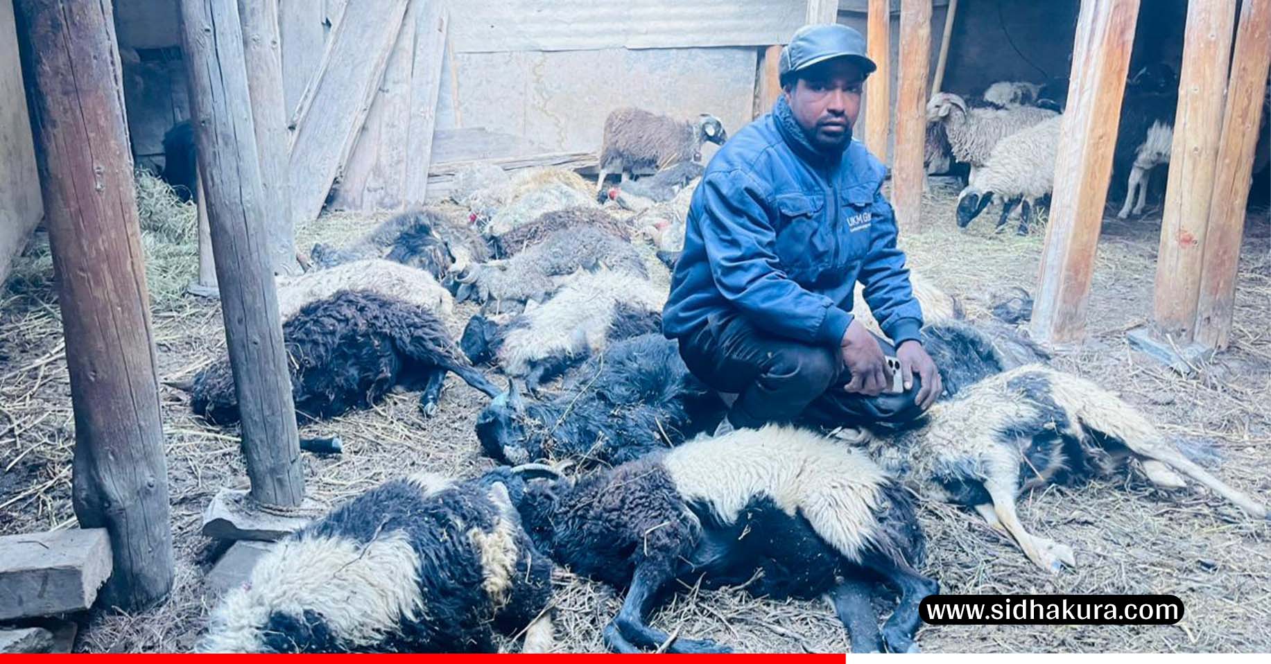 मुस्ताङमा हिउँ चितुवाको आक्रमणबाट १९ भेडा मरे