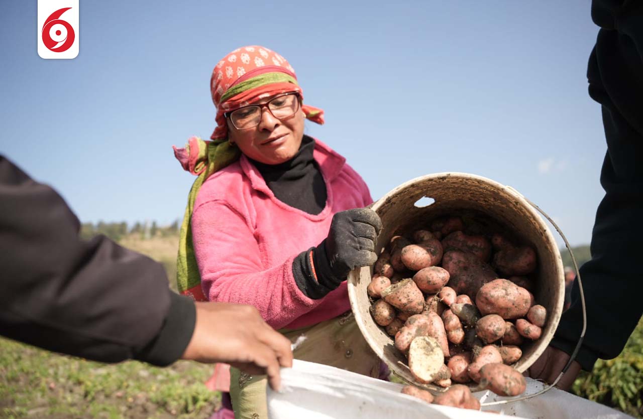 आलु भित्राउँदै पनौतीका किसानहरु