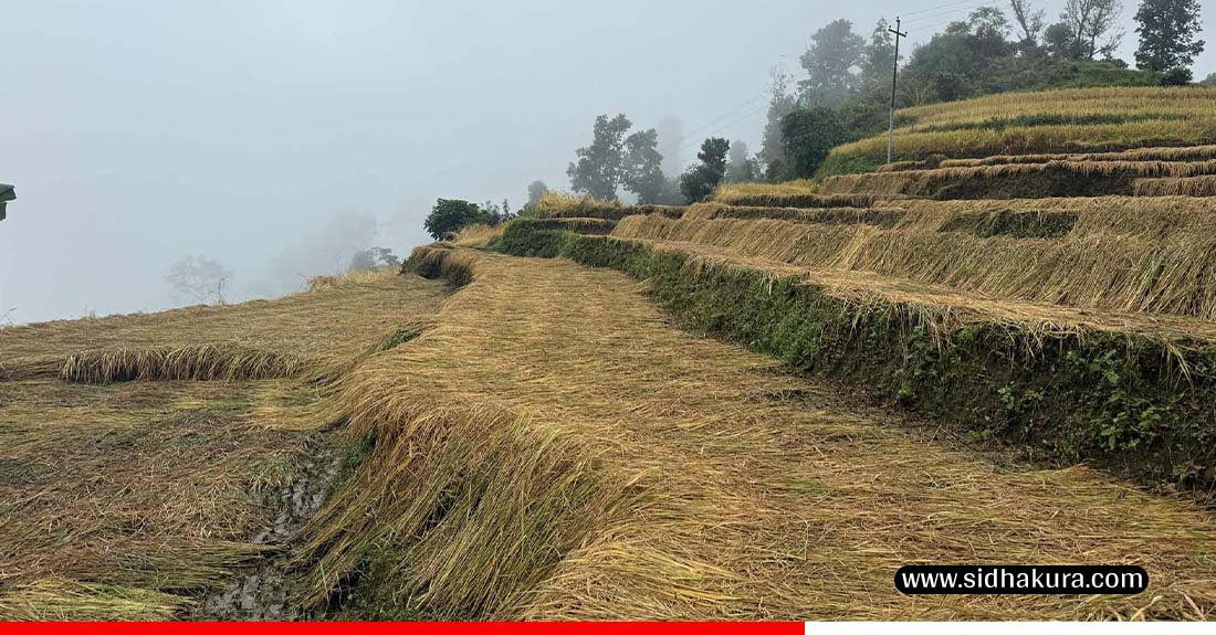 धानबालीमा क्षति पुगेका पर्वतका कृषकलाई राहत दिइने