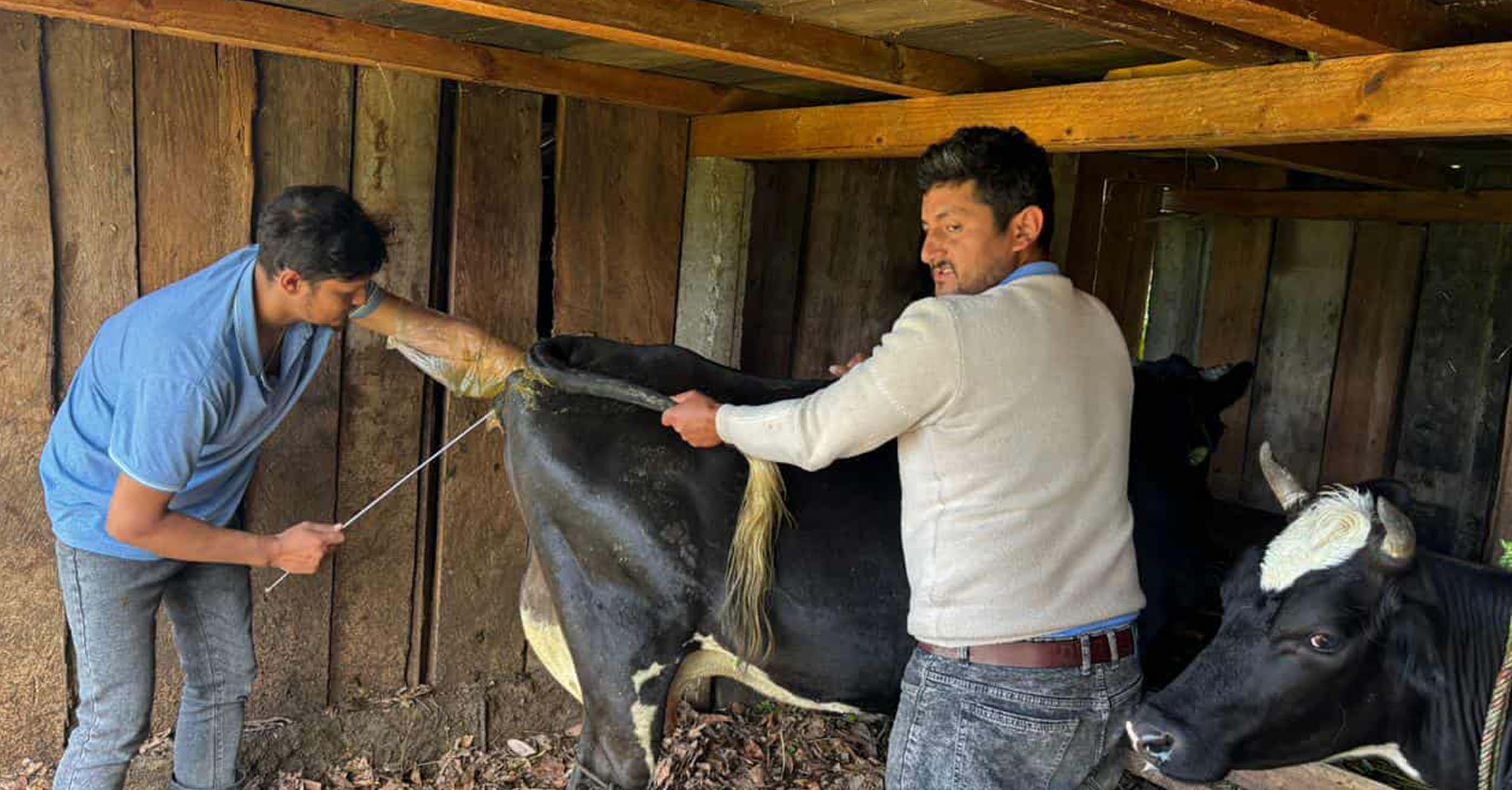 अन्नपूर्णका पशुमा  कृत्रिम गर्भाधान