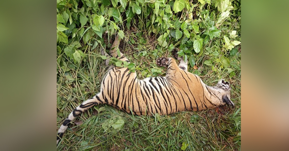पर्साको ठोरीमा पाटे बाघ मृत फेला