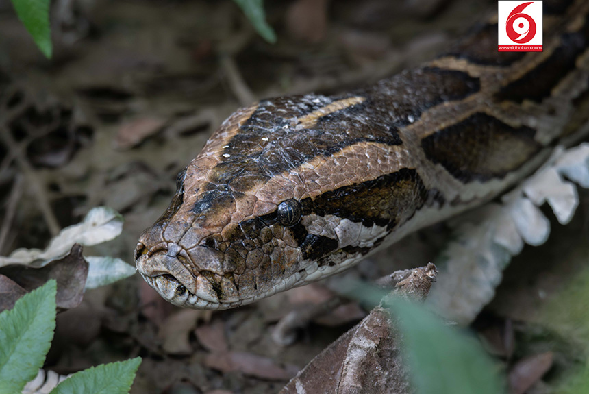 snake_sidhakura-1765600781.jpg