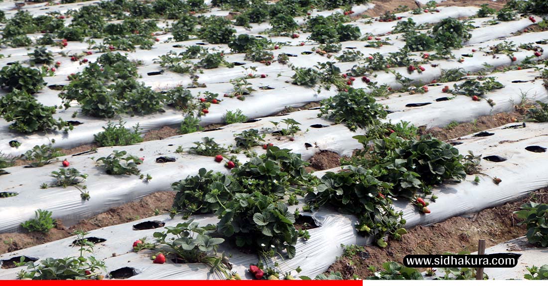 ‘स्ट्रबेरी’खेतीले बढायो ‘एग्रो–टुरिजम’को आकर्षण