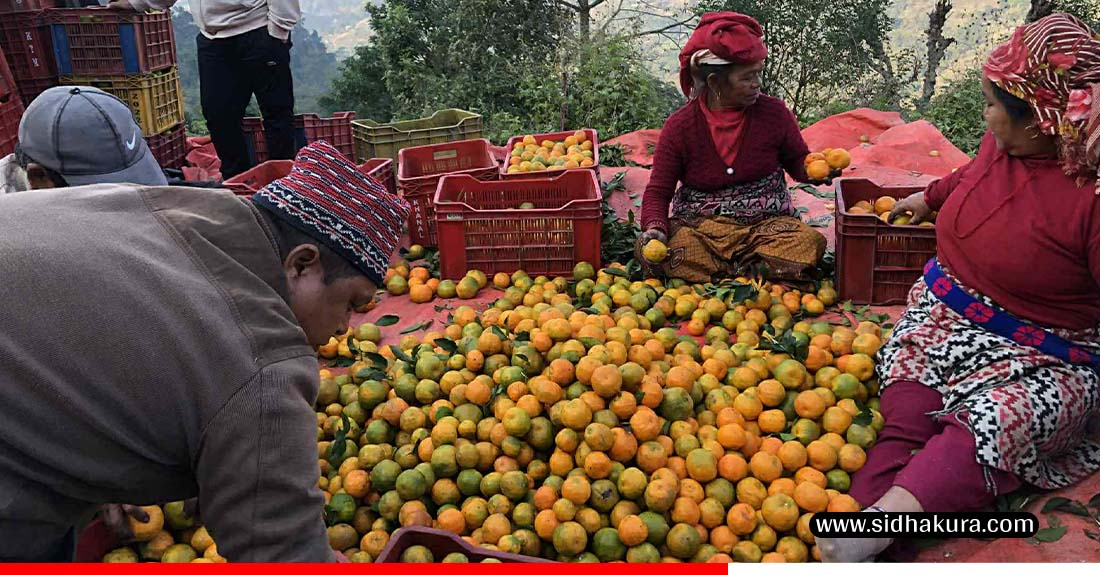 बेनीकोटमा उत्पादित सुन्तला ढुवानीमा समस्या