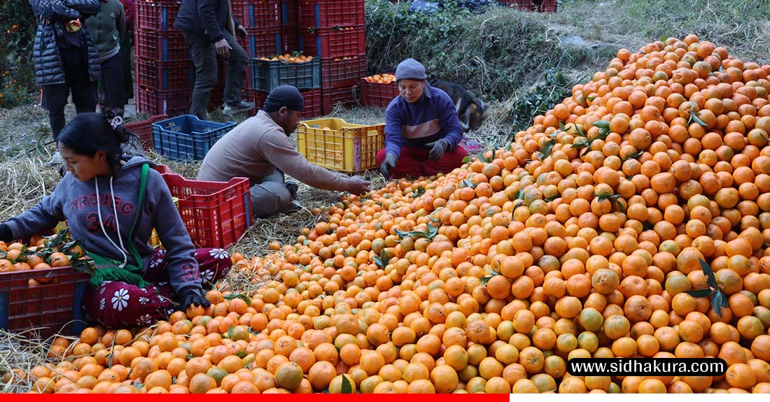 म्याग्दीमा यसवर्ष ३१ करोड ६० लाख रुपैयाँको सुन्तला उत्पादन