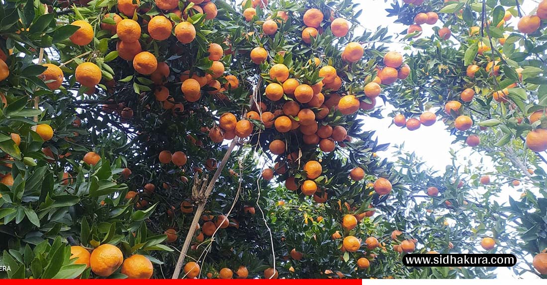 पर्वतबाट यस वर्ष ३२ करोडको सुन्तला निर्यात