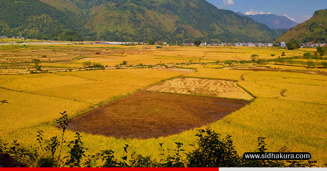 स्याङ्जामा...