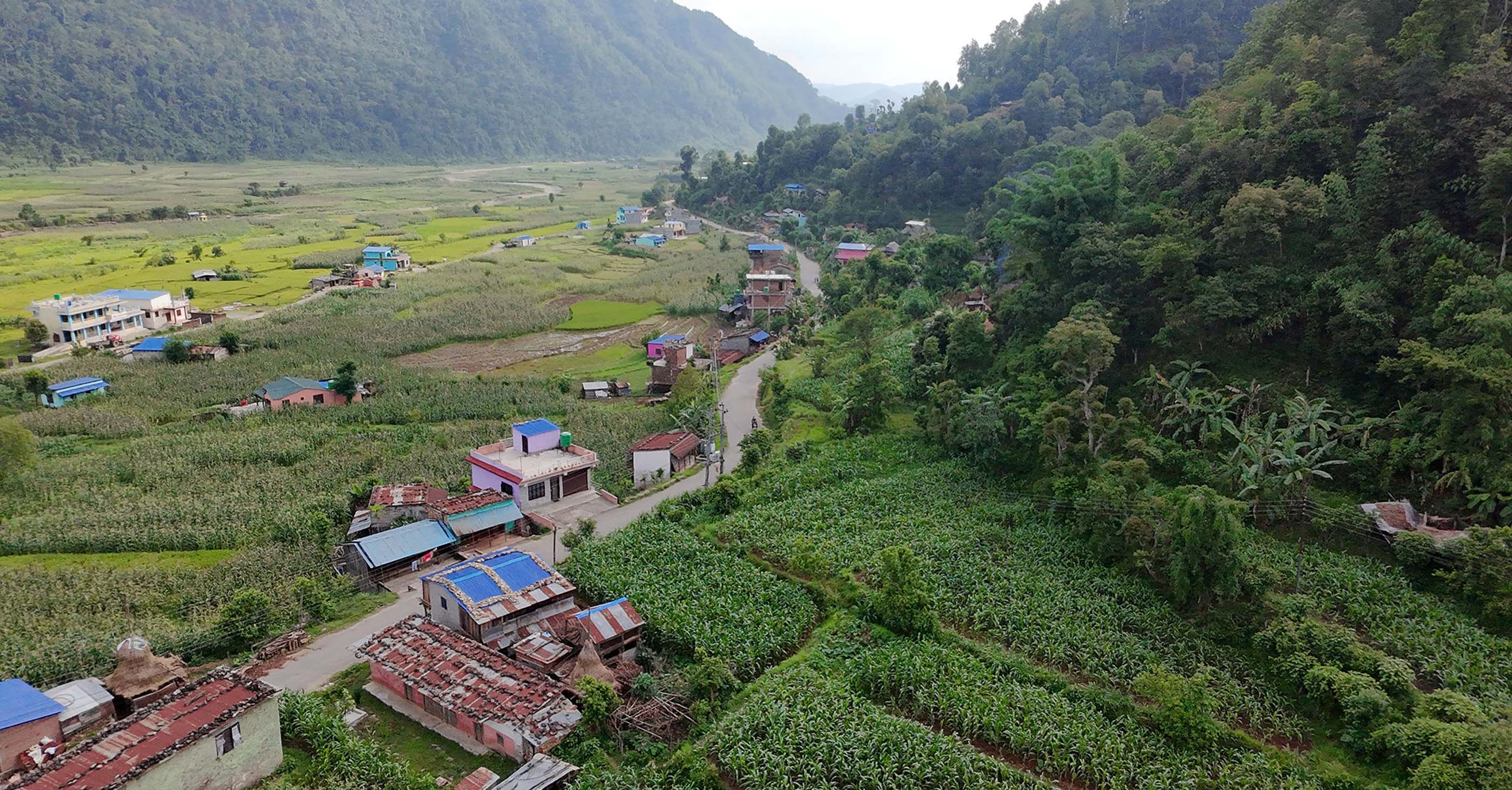 चार हजारभन्दा बढी क्षेत्रफलमा मकै बीउ प्रवर्द्धन कार्यक्रम सञ्चालन