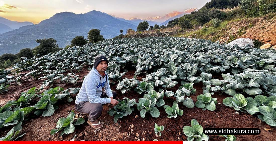 तीन दशकपछि गाउँ फर्किएर तरकारी खेतीमा रमाउँदै कमलप्रसाद