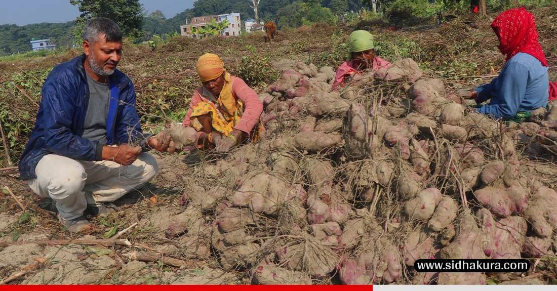 तरुलखेतीबाट २२ जनालाई रोजगारी, सात लाख बचत