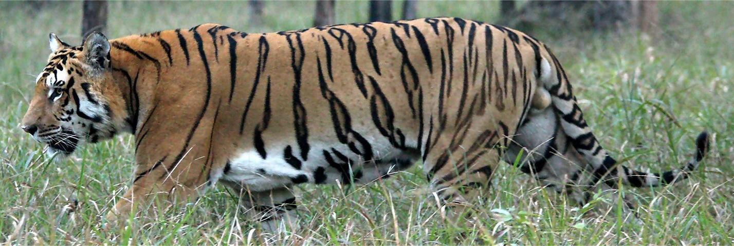 विश्व बाघ दिवसः नेपालमा बाघको सङ्ख्या ‘धान्ने क्षमता’ चार सय