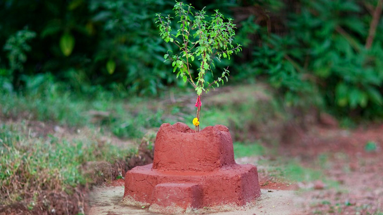 आज हरिशयनी एकादशी : तुलसीको बिरुवा सारिँदै