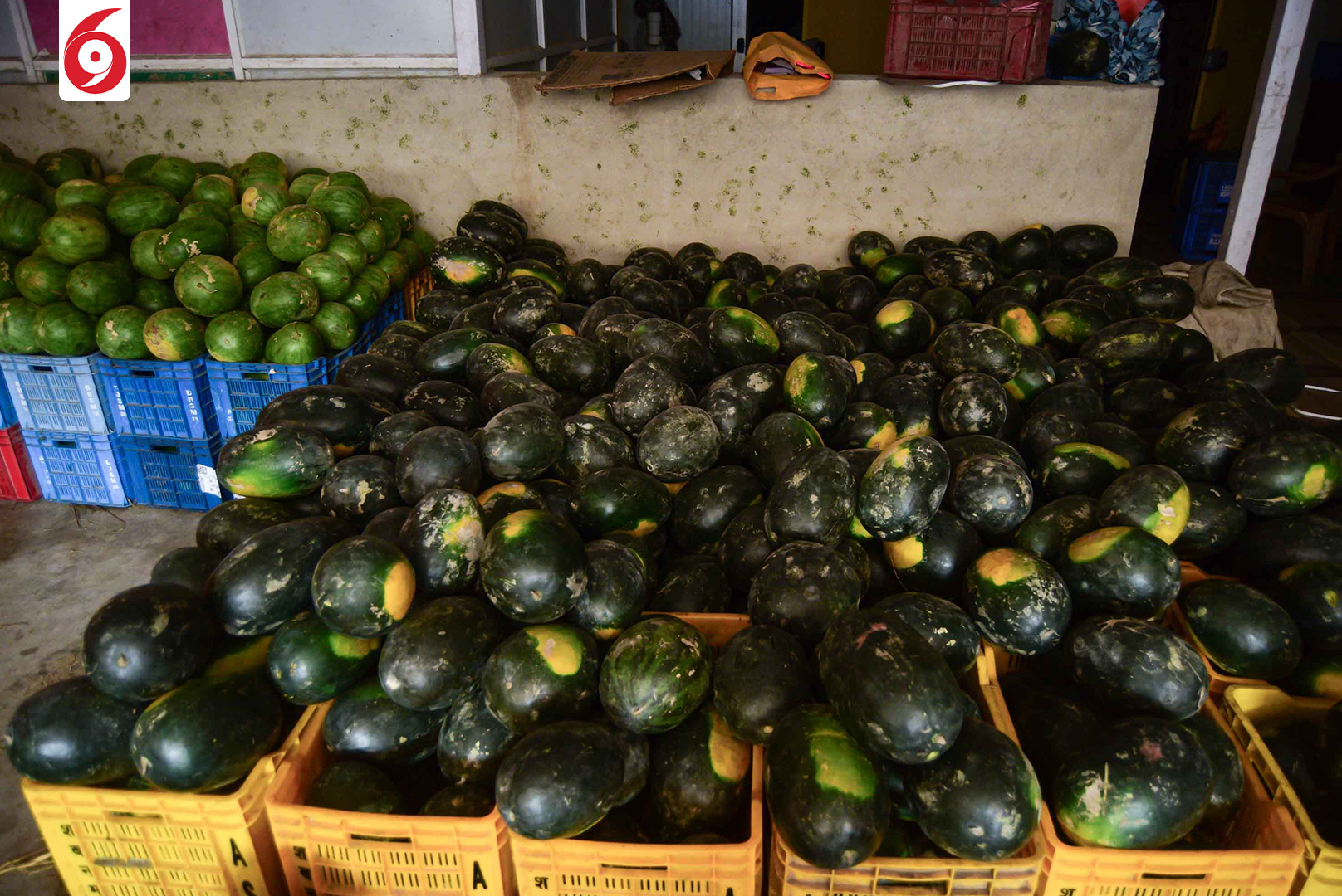 watermelon-1-1747288704.jpg