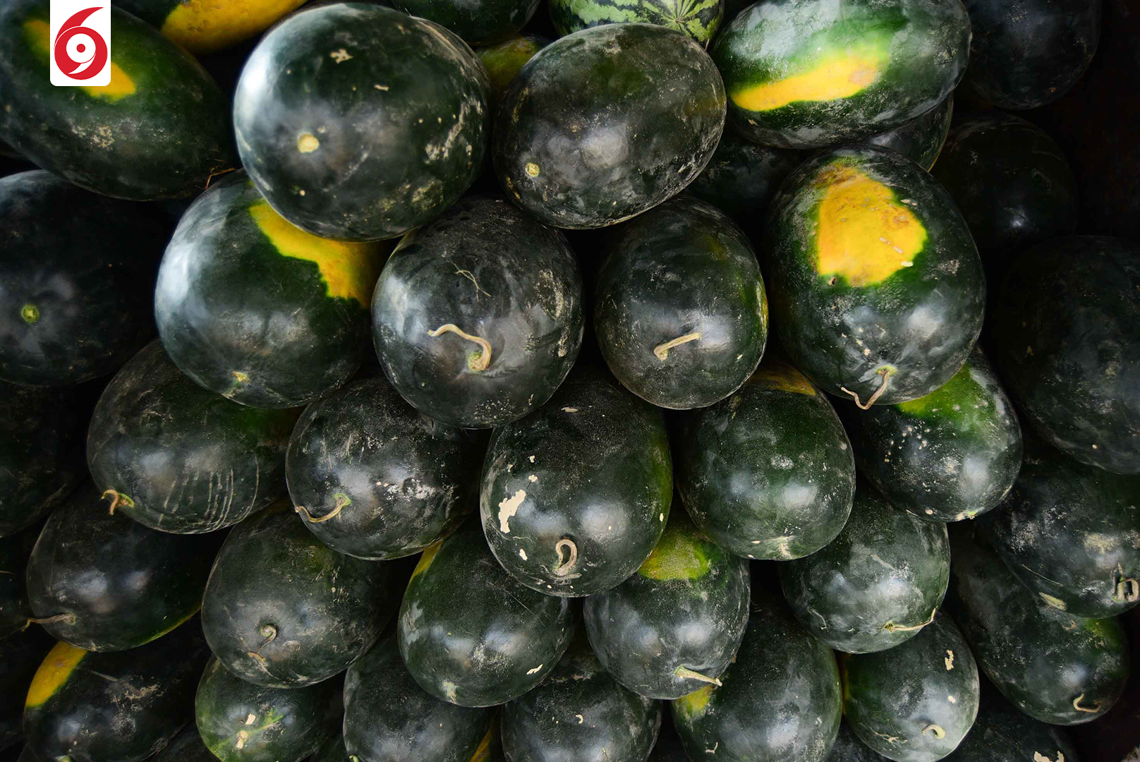 watermelon-5-1747288711.jpg