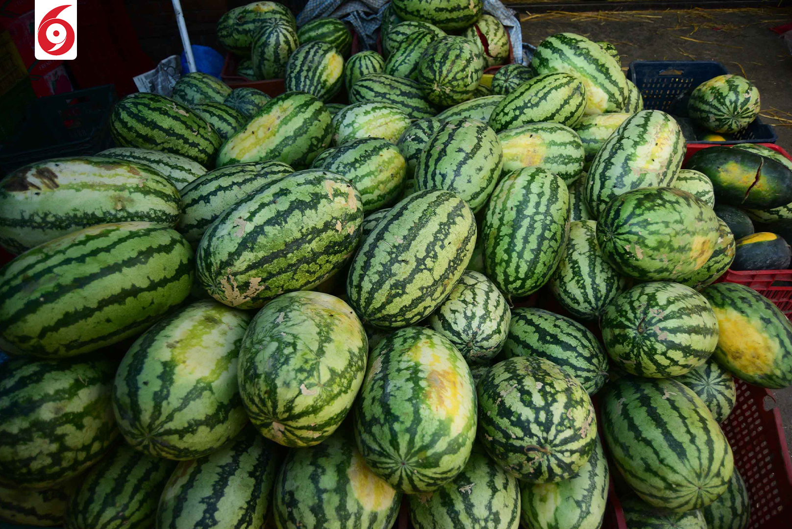 watermelon-9-1747288715.jpg