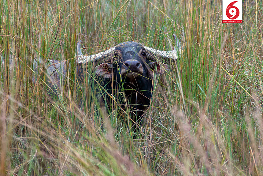 wildbuffalo_sidhakura-1765600782.jpg